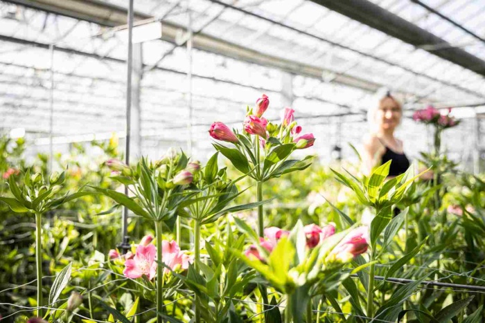Alstroemeria Snijbloemen