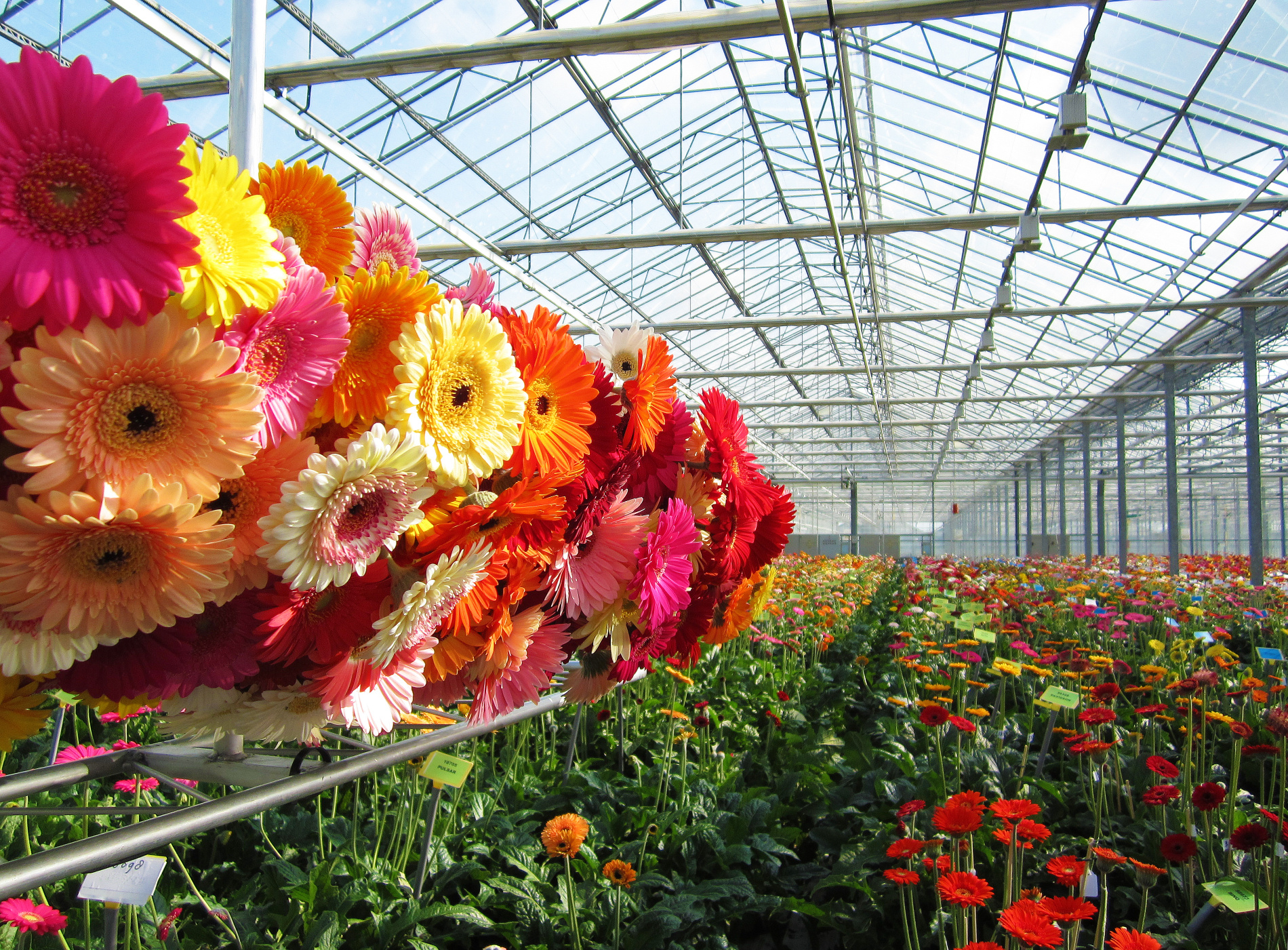 Snij en pot Gerbera's